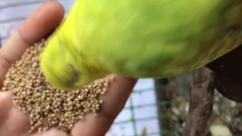 Tamed Budgies ❤️❤️ free flight/ how to tame your bird