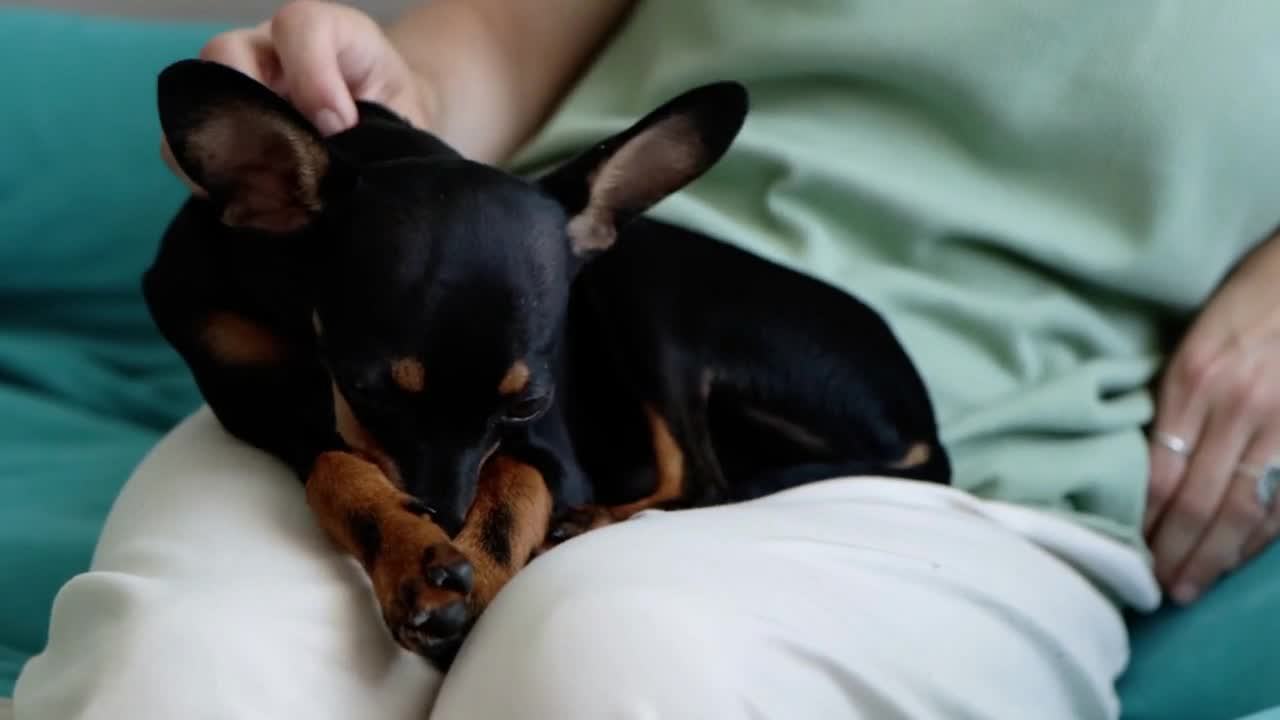 Portrait of cute black toy terrier dog lying on the owner knees, close-up