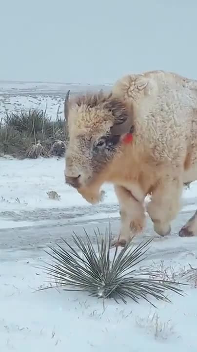 A Rare Albino Buffalo