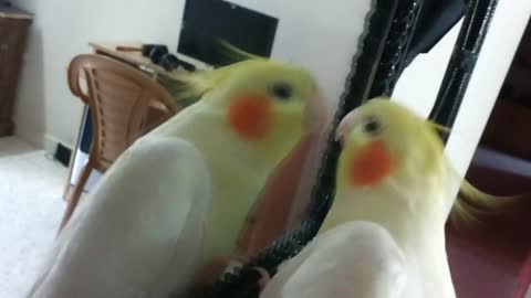 Cockatiel playing on mirror