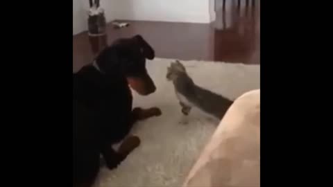 Intruging Cat Videos to make you week --2