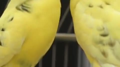 Parrots and Cute Birds Compilation (2021)