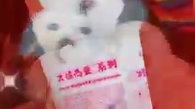 Cute little puppy 😍😍