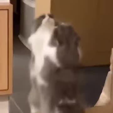 Me when you see my videos #shorts