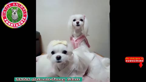 🐶TikTok Animals-Funny and Cute -Dog Video