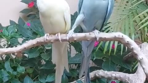 Lovely parrot