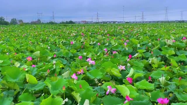 Go to a place full of lotus flowers