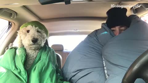 White dog wrapped around in green blanket in car with owner