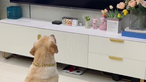 Funny video of dog watching tv.