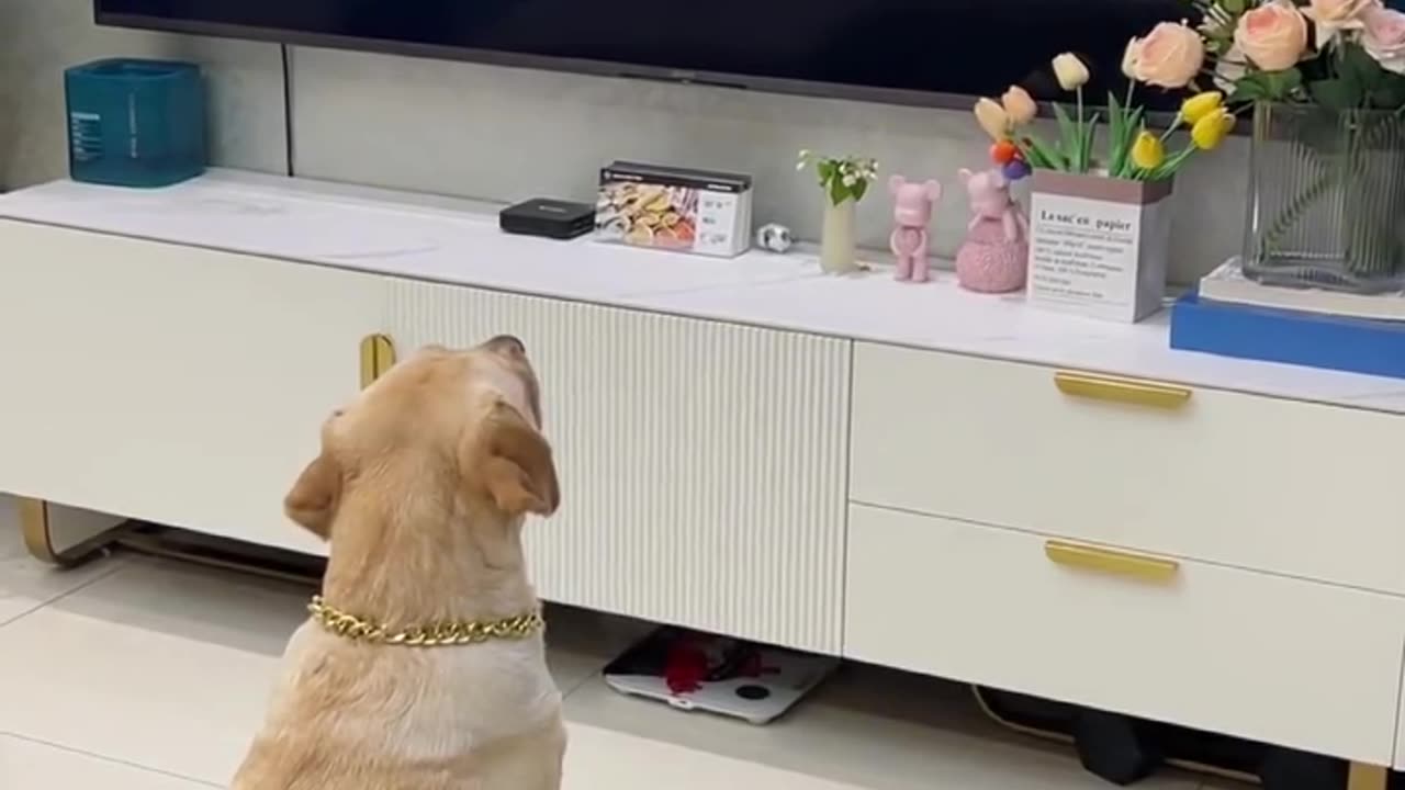 Funny video of dog watching tv.