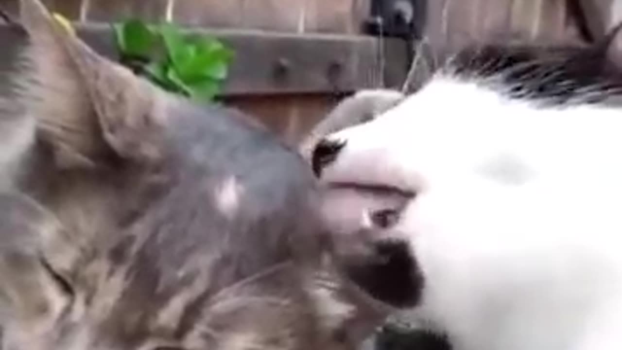 Dance animal dog and cat and mouse