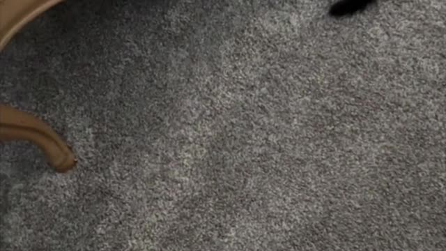 Adopting a Cat from a Shelter Vlog - Precious Piper Does Not Feel Like Being Social #shorts