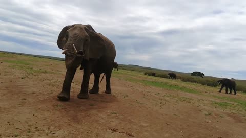 Elephants are approaching humans