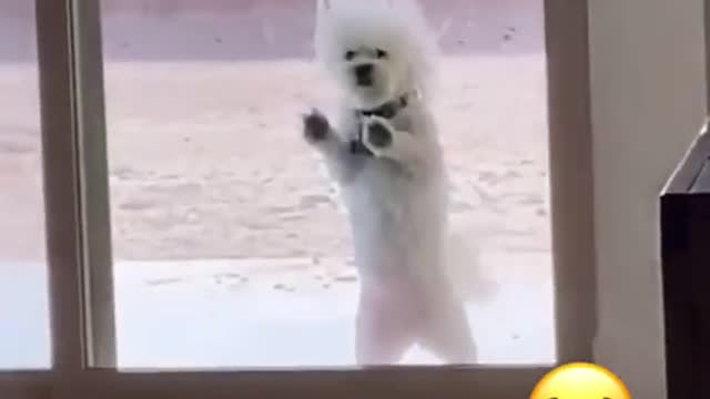 dog funny #shorts 2022🐕🐕🐕🐕🐕🐕🐕🐕
