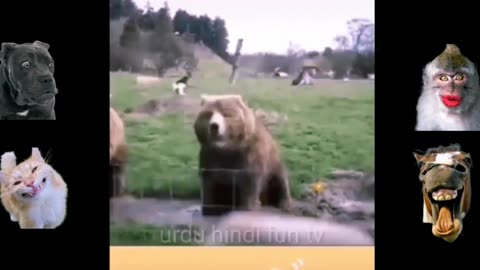 @Animals funny videos....🤣🤣