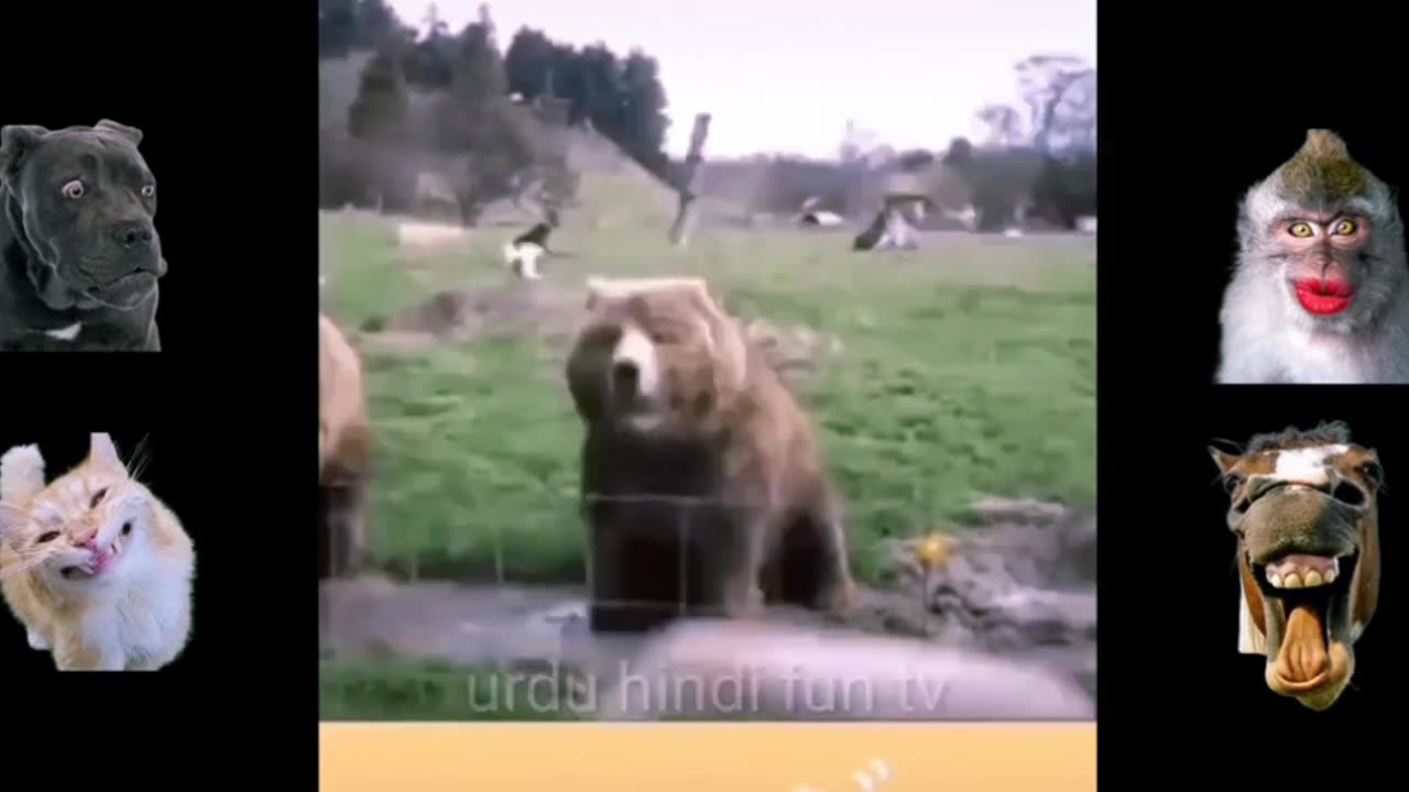 @Animals funny videos....🤣🤣