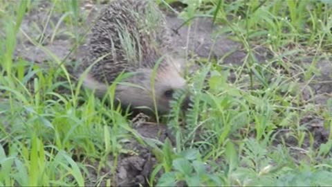 Hedgehog in search of prey