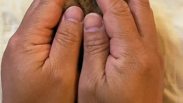 A person covers a kitten with his hand and shows it