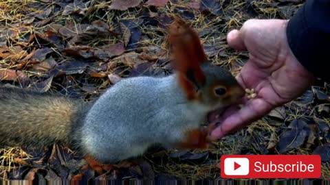 BEST AND FUNNIEST SQUIRREL VIDEOS - FUNNY AND CUTE ANIMALS COMPILATION