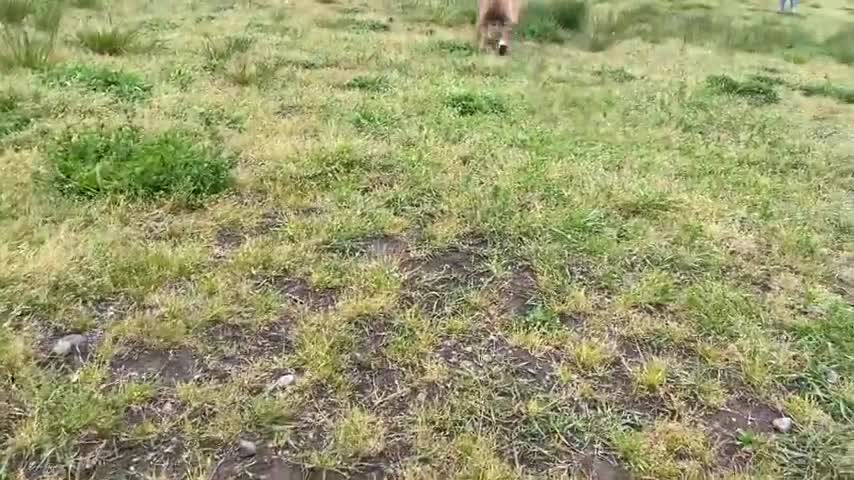 German Shepherd attacks Pitbull [Dog park]