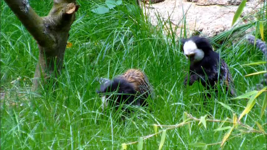 Two Marmoset in grass.