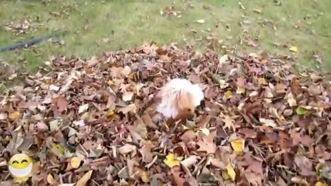 Puppies doing funny and cute stuff