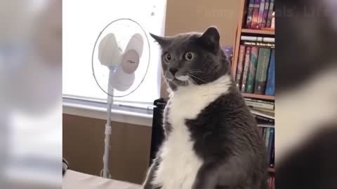 Best Funny Dogs 🐶 And Cats 😹 Videos - Try Not To Laugh!