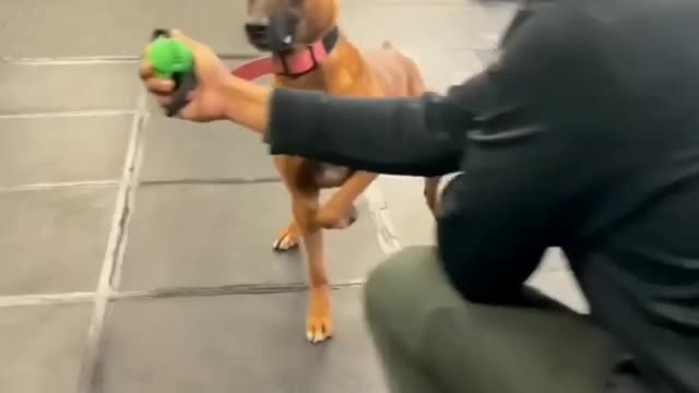 How to train your Dog