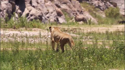 Young Lions Attack Oryx | BBC Earth