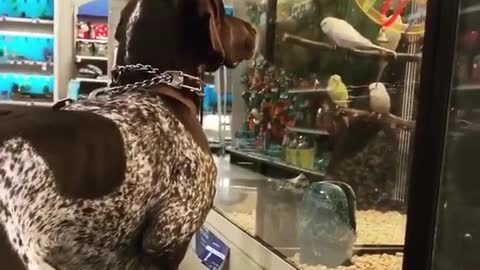 I finally figured out where birds come from