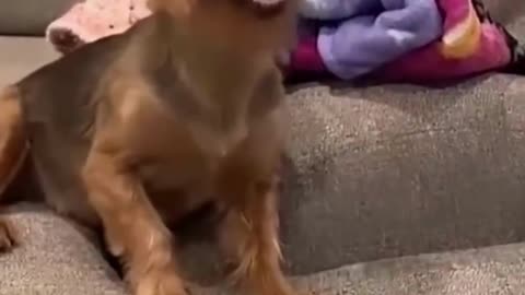 Funny Animal Videos