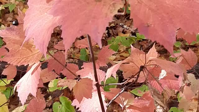 pink of autumn is magic