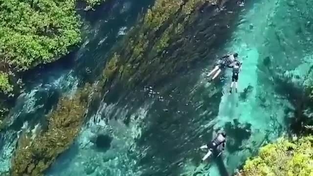 In this clear water, are they swimming or drifting along the water?