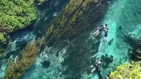 In this clear water, are they swimming or drifting along the water?