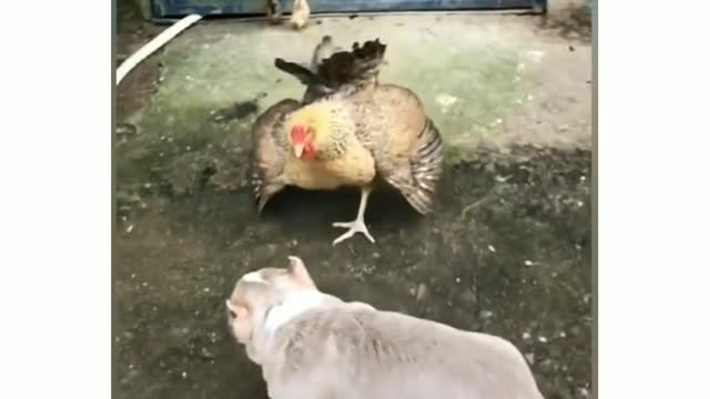 Chicken VS Dog Fight - Funny Dog Fight Videos