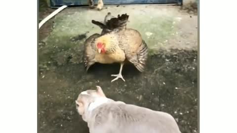 Chicken VS Dog Fight - Funny Dog Fight Videos