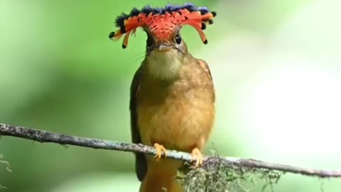 Beautiful atlantic royal flycatcher