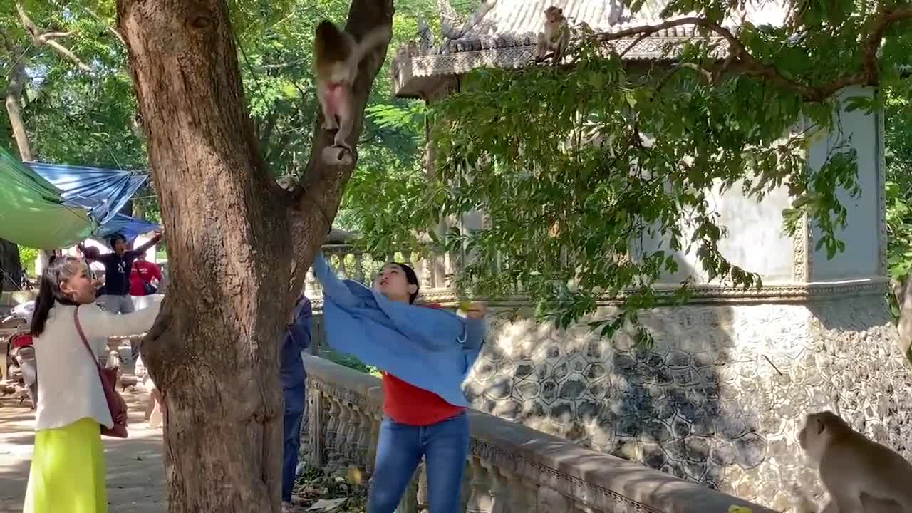 Fake Tiger Prank Monkey So Funny