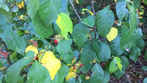 Spicebush: Grow an Allspice Substitute on Your Homestead!