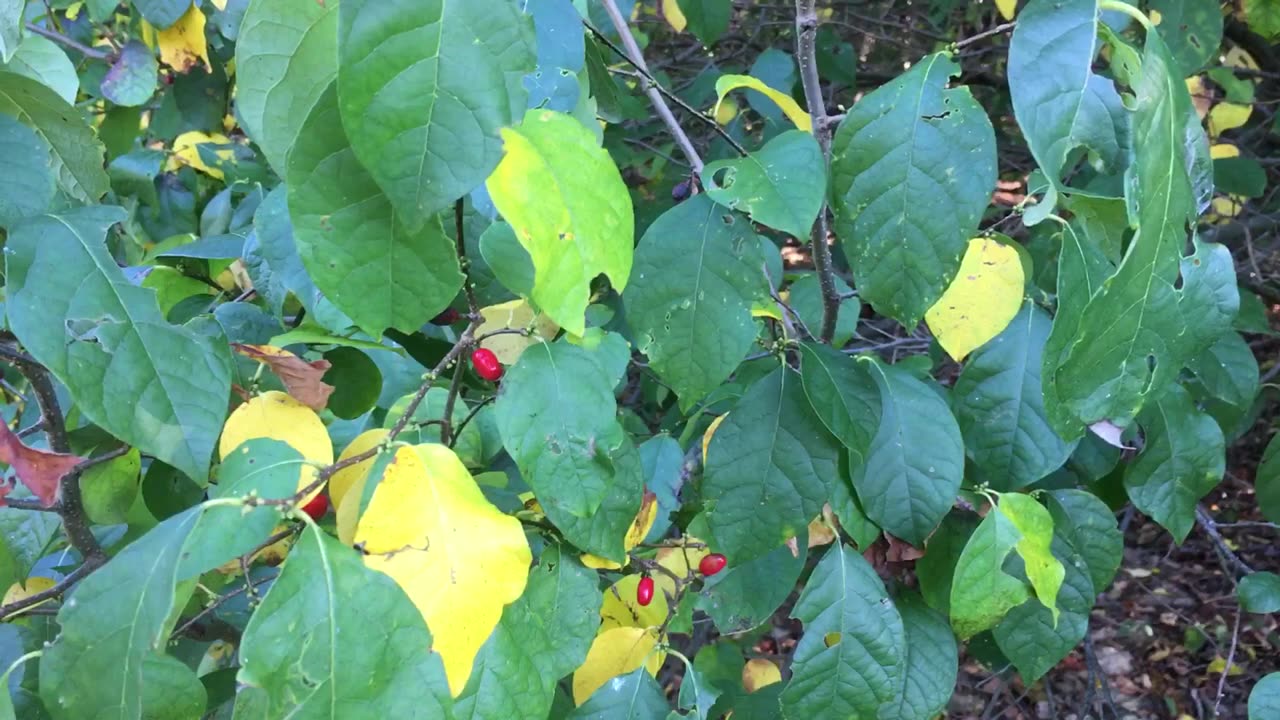 Spicebush: Grow an Allspice Substitute on Your Homestead!