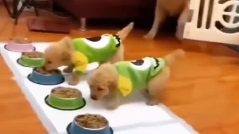 Dog funny video 😂🤣🤣😂