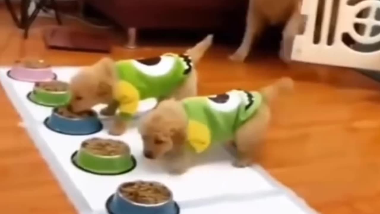 Dog funny video 😂🤣🤣😂