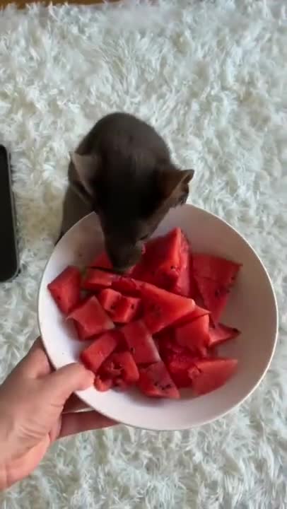 KUCING KEMBAR SHOLAWAT ALLAHUL KAFI ROBBUNAL KAFI