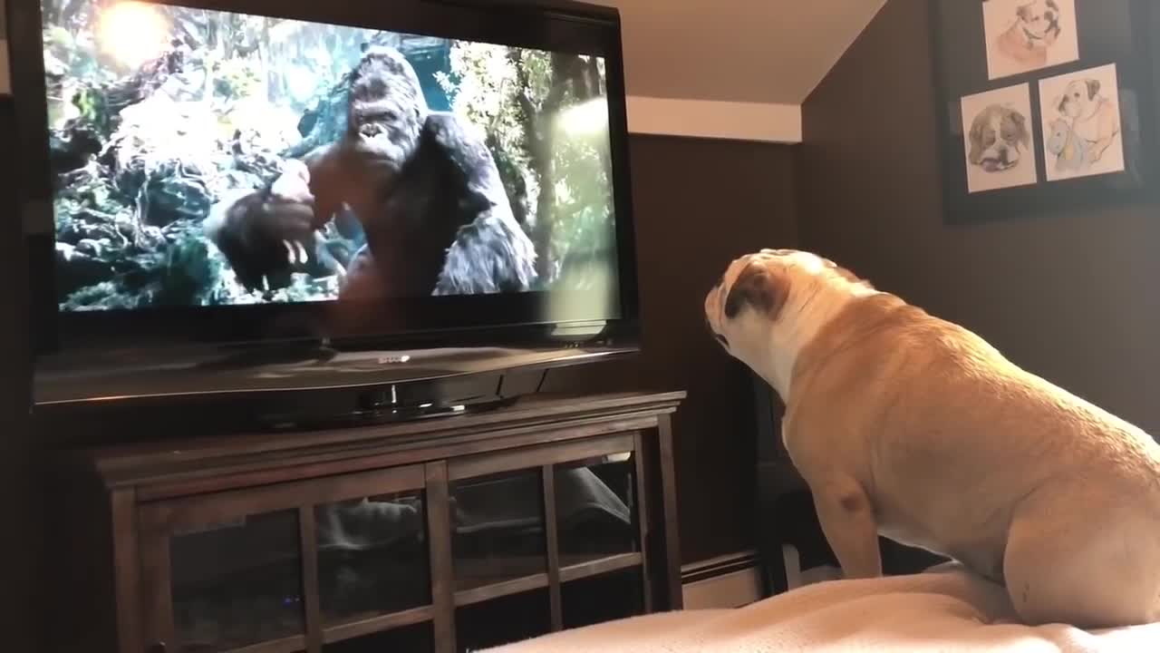 Cute And Funny. Bulldog Has Incredible Reaction To Television Screen.