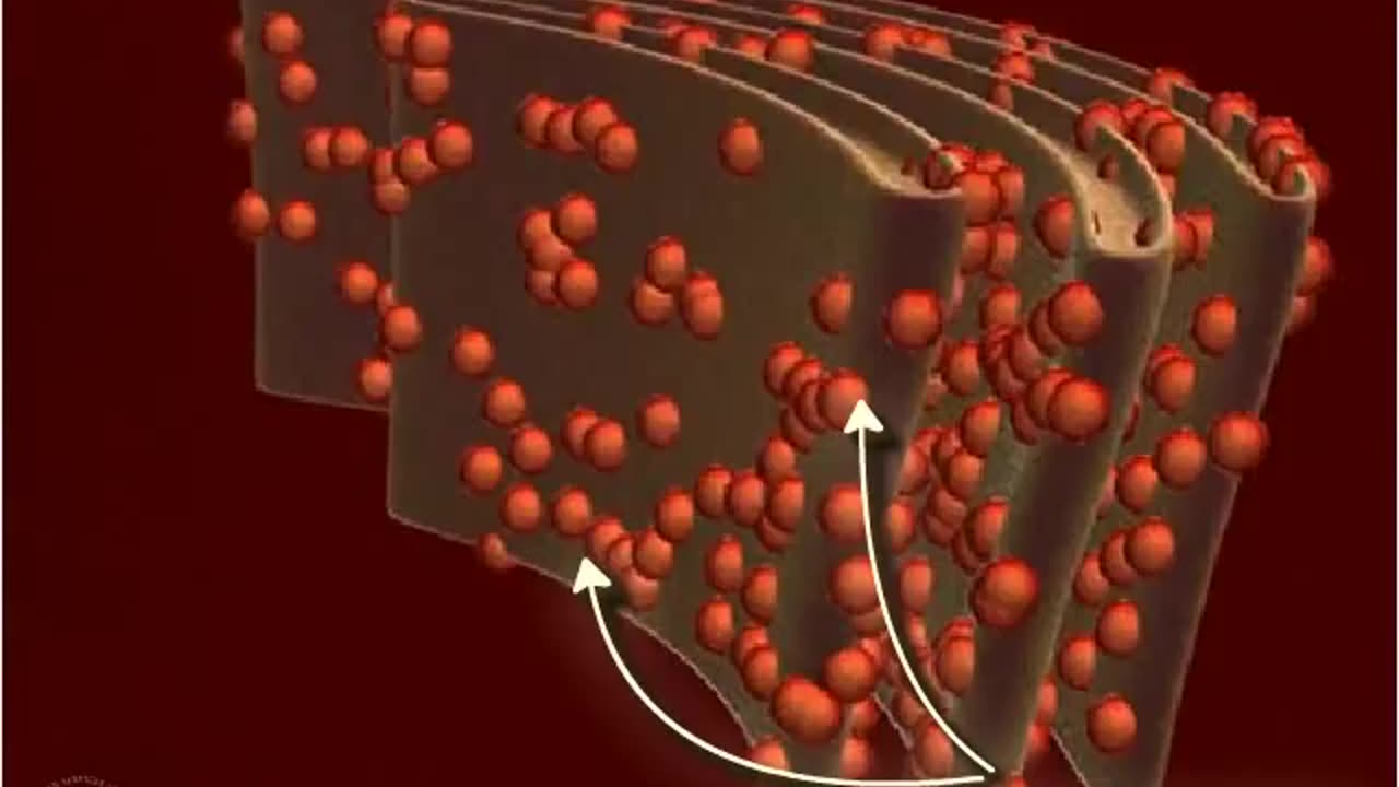 Structure of Ribosomes (3D animated)