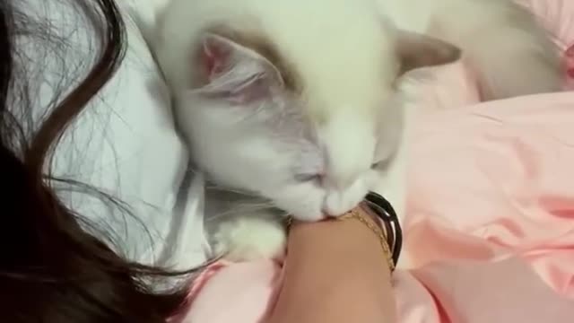 cats funny watch before u die ʕ•ﻌ•ʔ