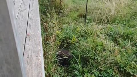 Angry baby porcupine throws tantrum, falls off deck