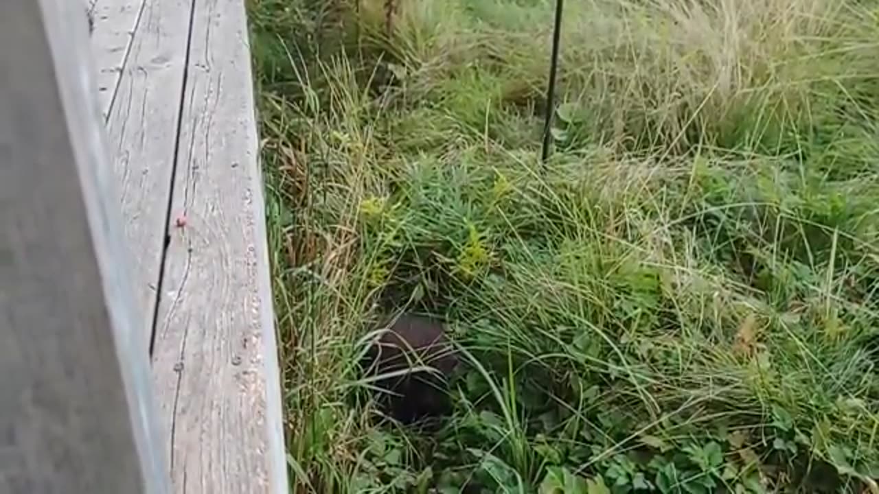 Angry baby porcupine throws tantrum, falls off deck