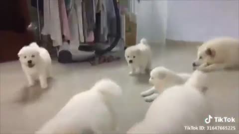 Good Boy The Best Cute Dogs Puppies - Amazing Pets