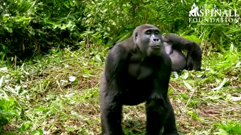 Heart-warming moment Damian Aspinall's wife Victoria is accepted by wild gorillas OFFICIAL VIDEO